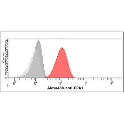 Flow Cytometry: Inorganic Pyrophosphatase/PPA1 Antibody (4G4) - BSA Free [NBP2-59471]