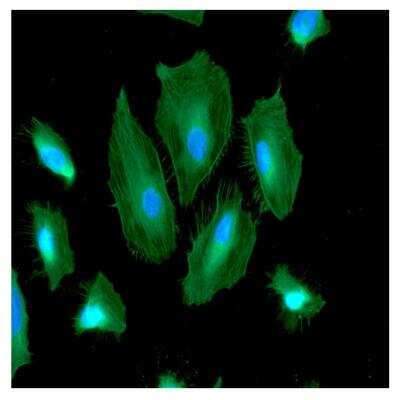 Immunocytochemistry/ Immunofluorescence: Inorganic Pyrophosphatase/PPA1 Antibody (4G4) - BSA Free [NBP2-59471]