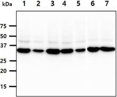 Western Blot: Inorganic Pyrophosphatase/PPA1 Antibody (4G4)BSA Free [NBP2-59471]