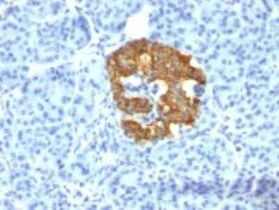 Immunohistochemistry-Paraffin: Insulin Antibody (2D11-H5 (same as INS05)) - Azide and BSA Free [NBP2-33146]