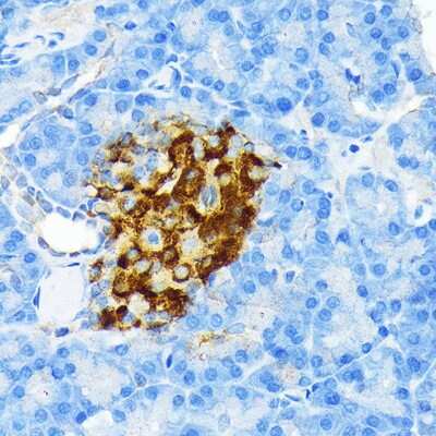 Immunohistochemistry-Paraffin: Insulin Antibody (4C3Y9) [NBP3-15643]