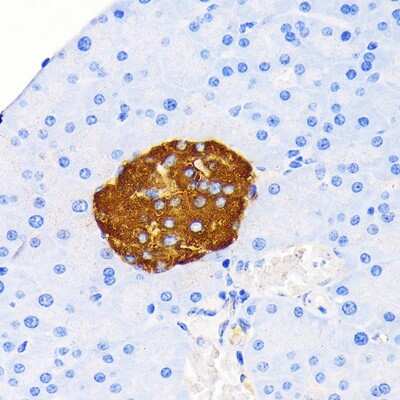 Immunohistochemistry-Paraffin: Insulin Antibody (4C3Y9) [NBP3-15643]