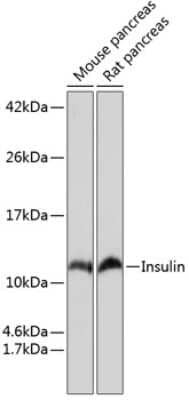 Western Blot: Insulin Antibody (4C3Y9) [NBP3-15643]