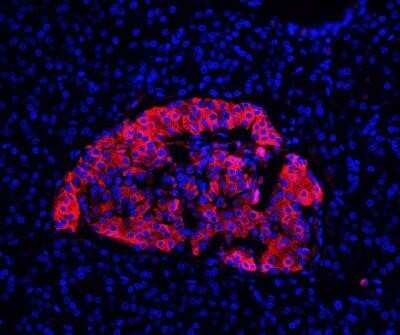 Immunohistochemistry-Paraffin: Insulin Antibody (E2-E3 + 2D11-H5 (same as INS04 + INS05)) - Azide and BSA Free [NBP2-34612]