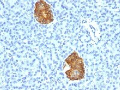 Immunohistochemistry-Paraffin: Insulin Antibody (E2-E3 + 2D11-H5 (same as INS04 + INS05)) - Azide and BSA Free [NBP2-34612]