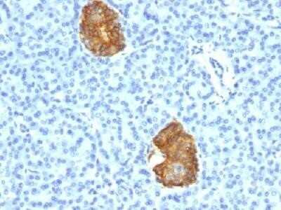 Immunohistochemistry-Paraffin: Insulin Antibody (E2-E3 + 2D11-H5 (same as INS04 + INS05)) - IHC-Prediluted [NBP2-45107]