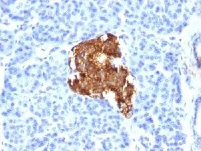 Immunohistochemistry-Paraffin: Insulin Antibody (E2-E3 (same as INS04)) - IHC-Prediluted [NBP2-45105]