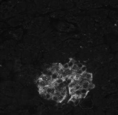 Immunohistochemistry-Paraffin: Insulin Antibody (E2-E3 (same as INS04)) [NBP2-34260]
