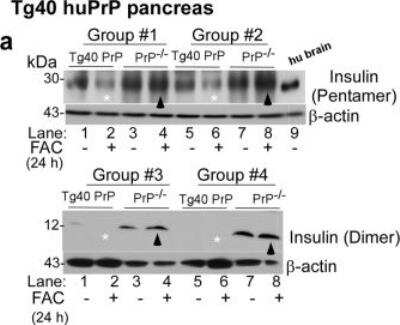 Western Blot: Insulin Antibody (E2-E3 (same as INS04)) [NBP2-34260]