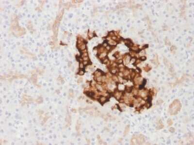 Immunohistochemistry-Paraffin: Insulin Antibody (IRDN/1980R) - Azide and BSA Free [NBP3-08836]