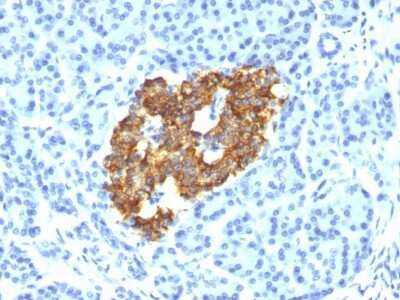 Immunohistochemistry-Paraffin: Insulin Antibody (IRDN/794) [NBP2-45108]