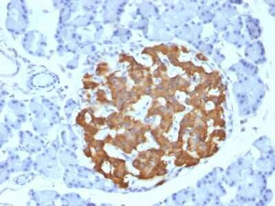 Immunohistochemistry-Paraffin: Insulin Antibody (IRDN/794) [NBP2-45108]