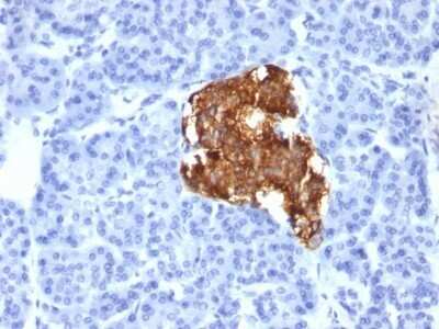 Immunohistochemistry-Paraffin: Insulin Antibody (IRDN/805) - Azide and BSA Free [NBP2-47727]