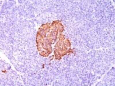 Immunohistochemistry-Paraffin: Insulin Antibody (SPM139) - Azide and BSA Free [NBP2-34738]