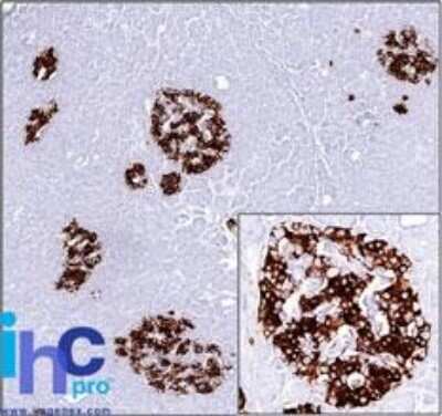 Immunohistochemistry-Paraffin: Insulin Antibody (SPM531) - Azide and BSA Free [NBP2-34780]