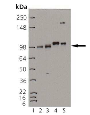 Western Blot: Insulin Receptor beta Antibody (C18C4) [NBP1-19192]