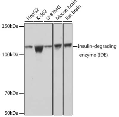 Western Blot: Insulysin/IDE Antibody (8O8F3) [NBP3-15352]