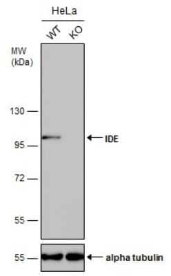 Western Blot: Insulysin/IDE Antibody (GT143) [NBP3-13560]