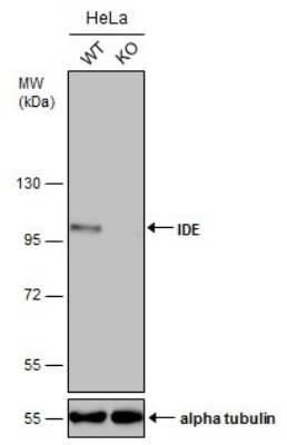 Western Blot: Insulysin/IDE Antibody (GT286) [NBP3-13547]