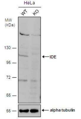 Knockout Validated: Insulysin/IDE Antibody [NBP2-16914]