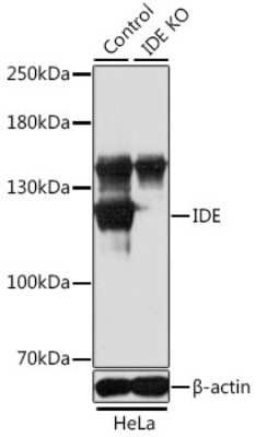 Western Blot: Insulysin/IDE AntibodyBSA Free [NBP3-03392]