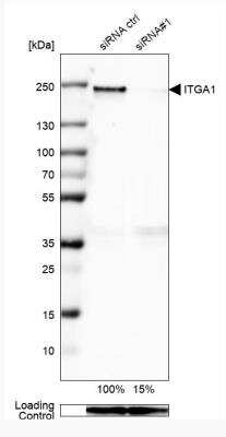 Western Blot: Integrin alpha 1/CD49a Antibody (CL7217) [NBP2-76479]