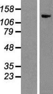 Western Blot: Integrin alpha 1/CD49a Overexpression Lysate [NBP2-04908]