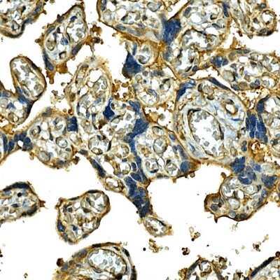 Immunohistochemistry-Paraffin: Integrin alpha 2/CD49b Antibody - Azide and BSA Free [NBP3-03851]