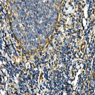 Immunohistochemistry-Paraffin: Integrin alpha 2/CD49b Antibody - Azide and BSA Free [NBP3-03851]
