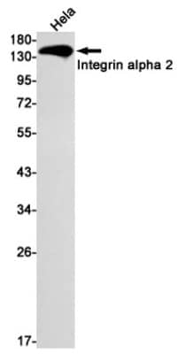 Western Blot: Integrin alpha 2/CD49b Antibody (S06-7A5) [NBP3-19666]