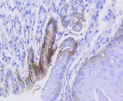 Immunohistochemistry-Paraffin: Integrin alpha 2/CD49b Antibody (SN0752) [NBP2-67691]