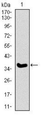 Western Blot: Integrin alpha 2b/CD41 Antibody (2E10C9)BSA Free [NBP2-37384]