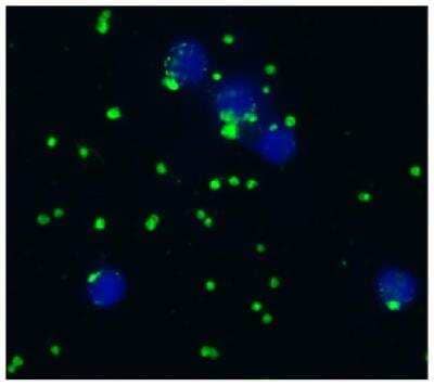 Immunocytochemistry/ Immunofluorescence: Integrin alpha 2b/CD41 Antibody (IVA30) - BSA Free [NB500-496]