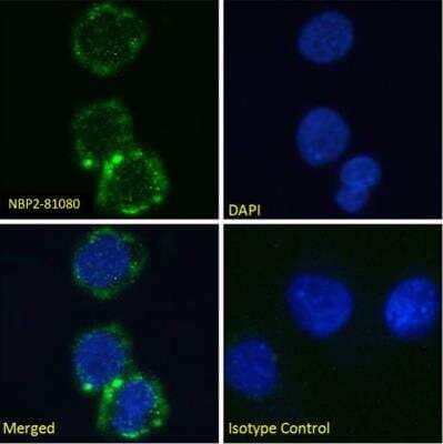 Immunocytochemistry/ Immunofluorescence: Integrin alpha 2b beta 3 Antibody (10E5) - Chimeric - Azide and BSA Free [NBP2-81080]