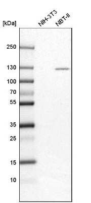 Western Blot: Integrin alpha 3/CD49c Antibody [NBP2-48514]