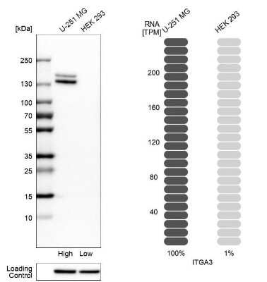 Western Blot: Integrin alpha 3/CD49c Antibody [NBP2-48514]
