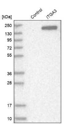 Western Blot: Integrin alpha 3/CD49c Antibody [NBP2-48514]