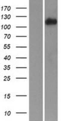 Western Blot: Integrin alpha 3/CD49c Overexpression Lysate [NBP2-10464]