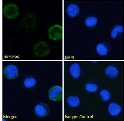 Immunocytochemistry/ Immunofluorescence: Integrin alpha 4/CD49d Antibody (21.6) - Chimeric - Azide and BSA Free [NBP2-81092]