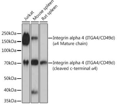 Western Blot: Integrin alpha 4/CD49d Antibody (8M8C2) [NBP3-16322]