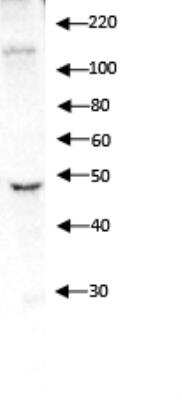 Western Blot: Integrin alpha 4/CD49d AntibodyBSA Free [NBP1-77333]