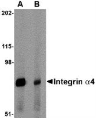 Western Blot: Integrin alpha 4/CD49d Antibody Blocking Peptide [NBP1-77333PEP]