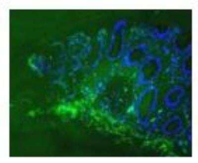 Immunocytochemistry/ Immunofluorescence: Integrin alpha 4 beta 7/LPAM-1 Antibody (111D9.03) [DDX1434P-100]