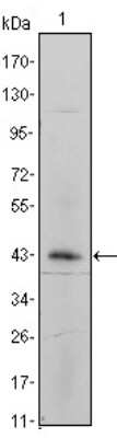 Western Blot: Integrin alpha 5/CD49e Antibody (10F6)BSA Free [NBP2-37666]