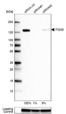 Western Blot: Integrin alpha 5/CD49e Antibody (CL6940) [NBP2-76518]