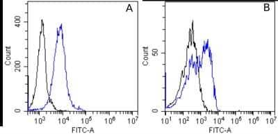 Flow Cytometry: Integrin alpha 5 beta 1 Antibody (M200 (Volociximab)) - Chimeric - Azide and BSA Free [NBP2-52680]
