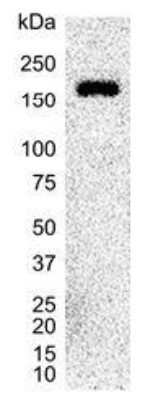 Western Blot: Integrin alpha 6/CD49f Antibody (450-30A)BSA Free [NB100-64908]