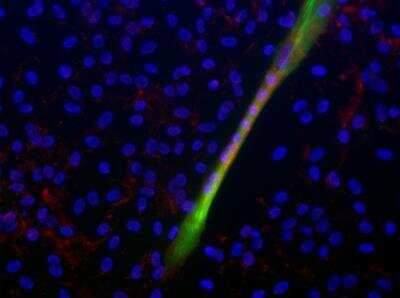 Immunocytochemistry/ Immunofluorescence: Integrin alpha 7 Antibody [NBP1-86118]