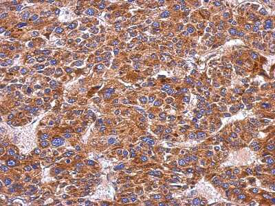 Immunohistochemistry-Paraffin: Integrin alpha 9 Antibody [NBP2-16972]