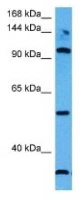 Western Blot: Integrin alpha 9 Antibody [NBP3-10039]